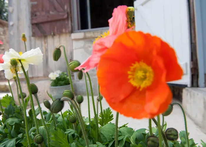 住宿加早餐酒店 卡普辛民宿旅馆 翁弗勒尔